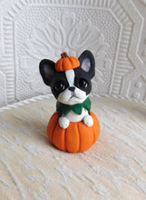 Load image into Gallery viewer, Boston Terrier in Pumpkin Halloween Sculpture hand sculpted Collectible