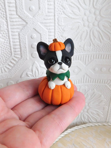 Boston Terrier in Pumpkin Halloween Sculpture hand sculpted Collectible